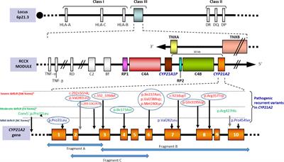 Molecular Diagnosis of Steroid 21-Hydroxylase Deficiency: A Practical Approach